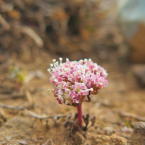 Horstrissea dolinicola