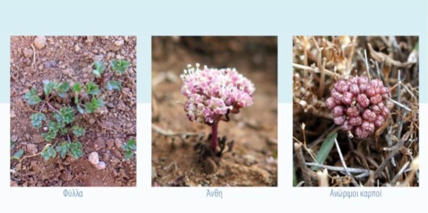 Horstrissea dolinicola