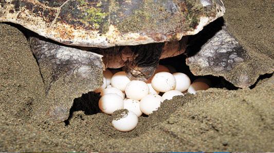 How Crete is Protecting the Loggerhead Turtle While Building a ...