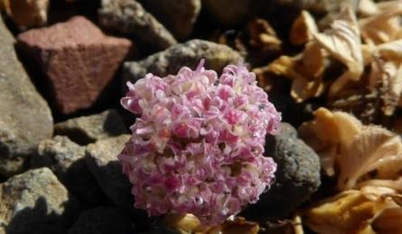 Horstrissea dolinicola