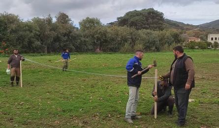 Φυτεμα Ελιάς