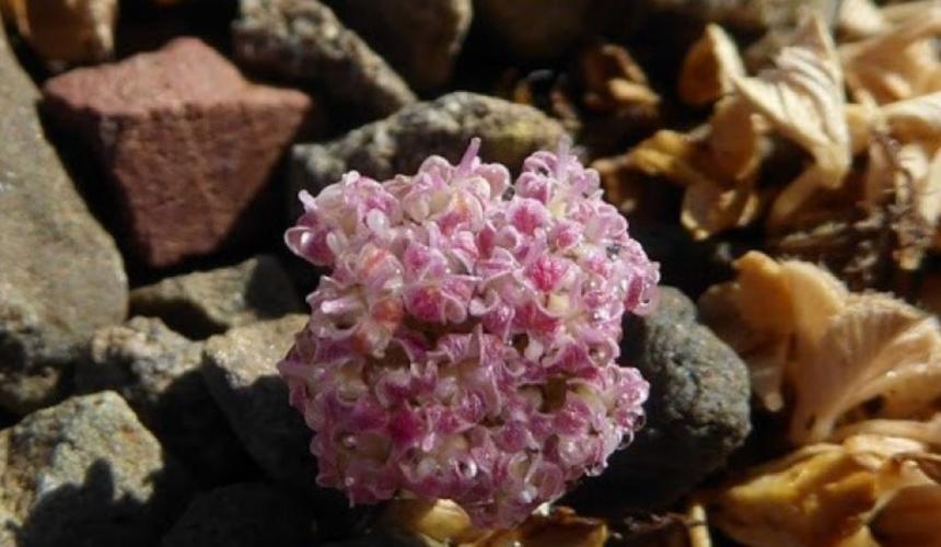 Horstrissea dolinicola