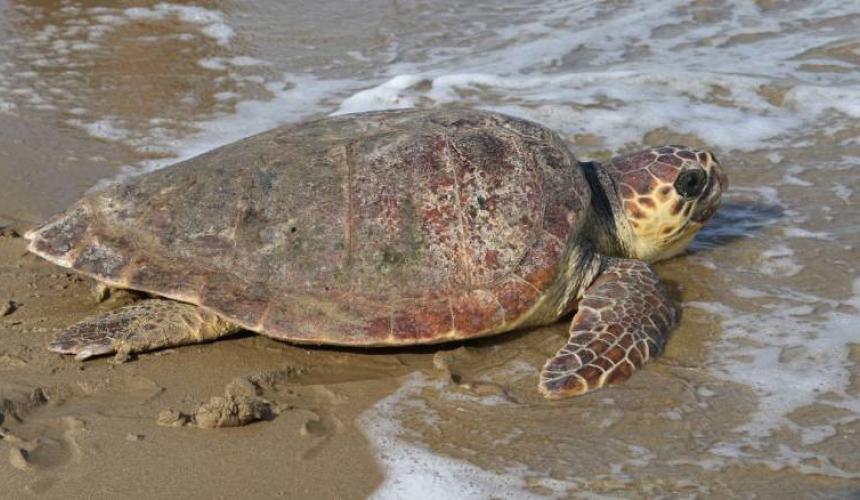How Crete is Protecting the Loggerhead Turtle While Building a ...
