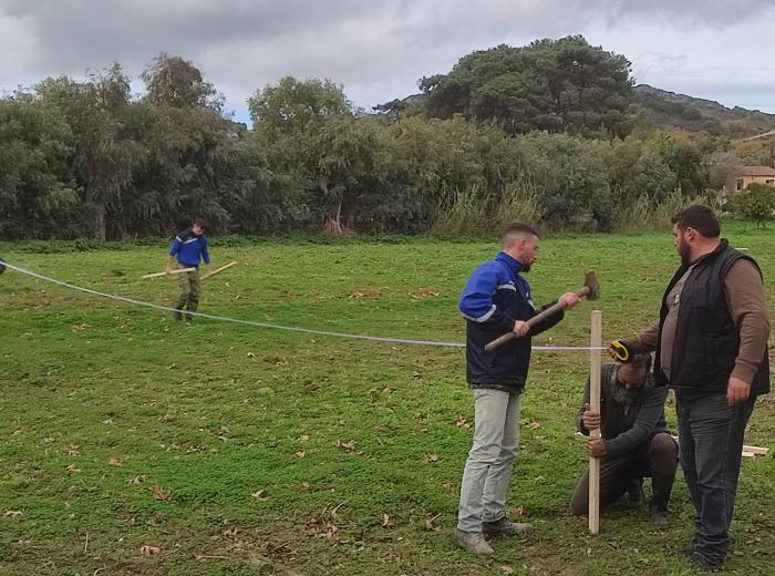 Φυτεμα Ελιάς