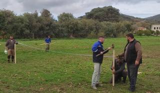 Φυτεμα Ελιάς